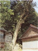米沢のイチイガシ